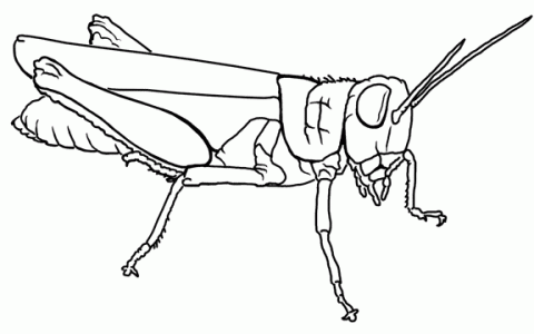Desenhos De Gafanhoto Para Colorir