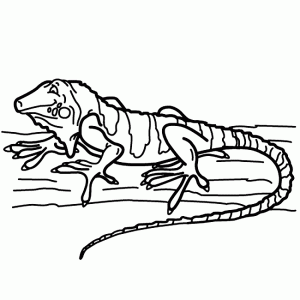 Desenho De Iguana Para Colorir E Pintar