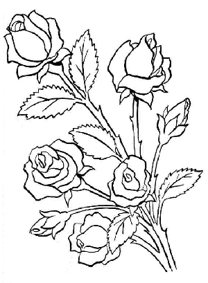 desenhos de rosas para colorir