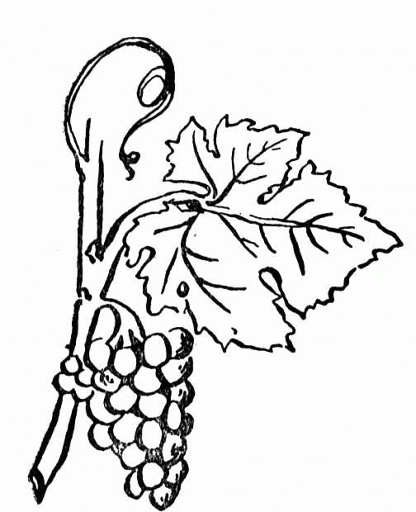 Раскраска лист винограда для детей