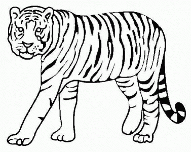 Desenho De Tigre Para Pintar E Imprimir