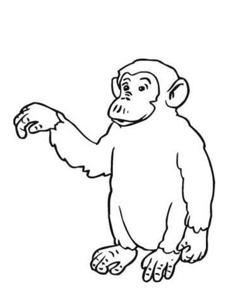 chimpanze para colorir