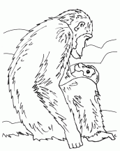 chimpanzes para colorir