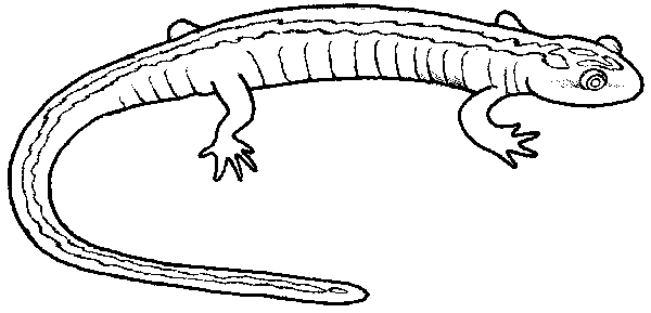 desenhos de salamandra para imprimir